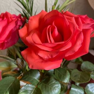 Meet your Posher, Patty